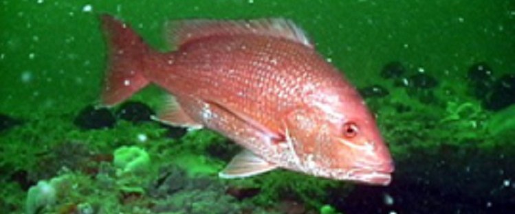 James Bond Food red snapper